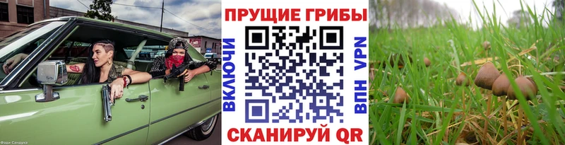Галлюциногенные грибы MAGIC MUSHROOMS  наркотики  Махачкала 